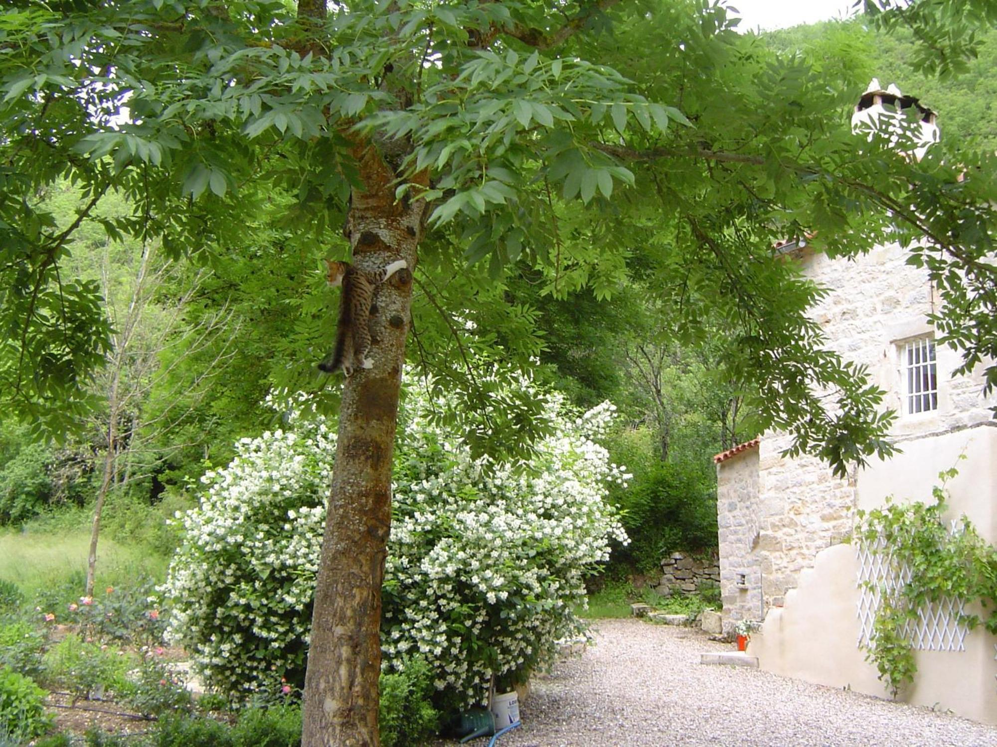 Le Moulin De Gauty Bed and Breakfast Saint-Jean-et-Saint-Paul Buitenkant foto